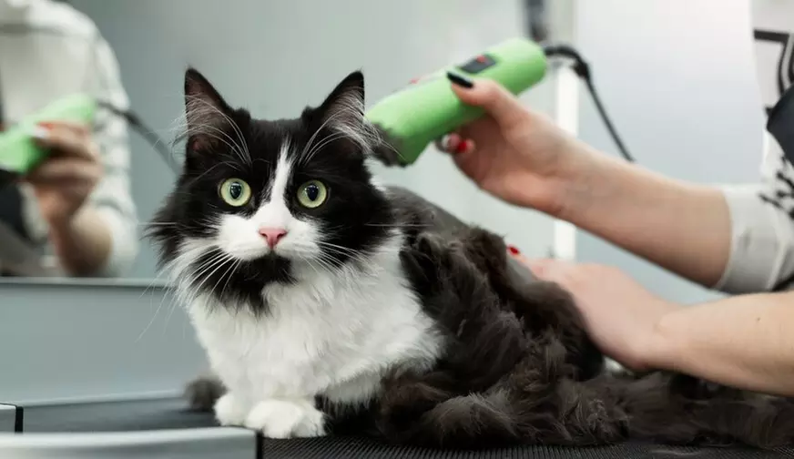 $20 For $40 Toward Grooming, Boarding Or Daycare
