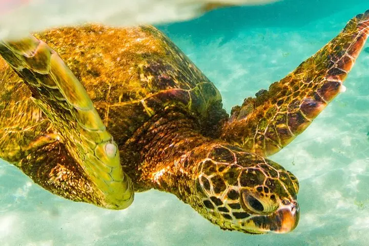 Waikiki: Turtle Canyon Snorkel