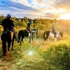 Image 3: Hunter Valley Sunset Horse Ride - 90 Minutes