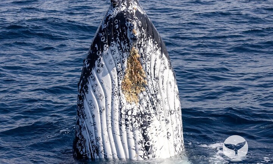 Image 6: Private Luxury Intimate Whale Watching