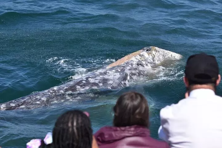 West Harbor LA Whale and Dolphin Watching Cruise