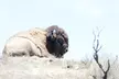 Sunset Summit Catalina Island Shared Tour - Second Medium