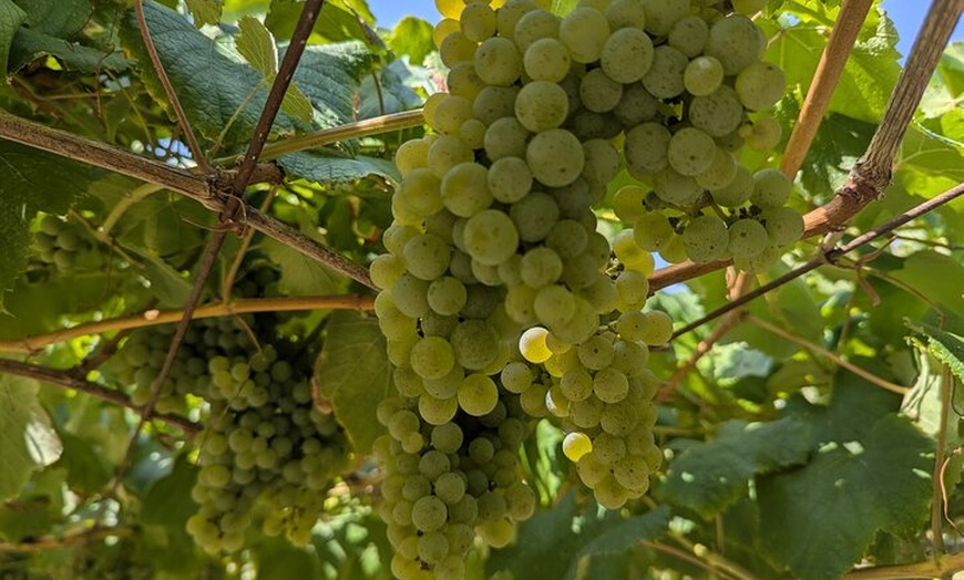 Image 16: Tour privado de un día con todo incluido por Galicia