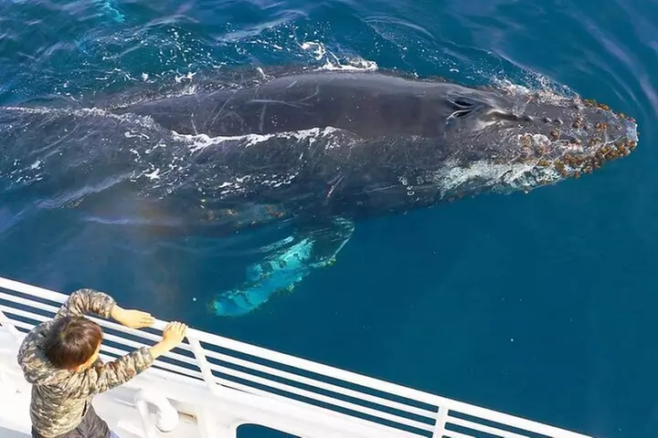 West Harbor LA Whale and Dolphin Watching Cruise