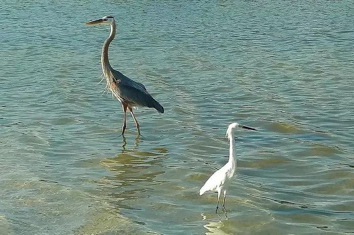 Kayak Adventure of Shell Key Preserve & Island with a Local