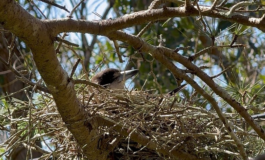 Image 34: Sydney Guided Wildlife Walk Explore Birds and Nature