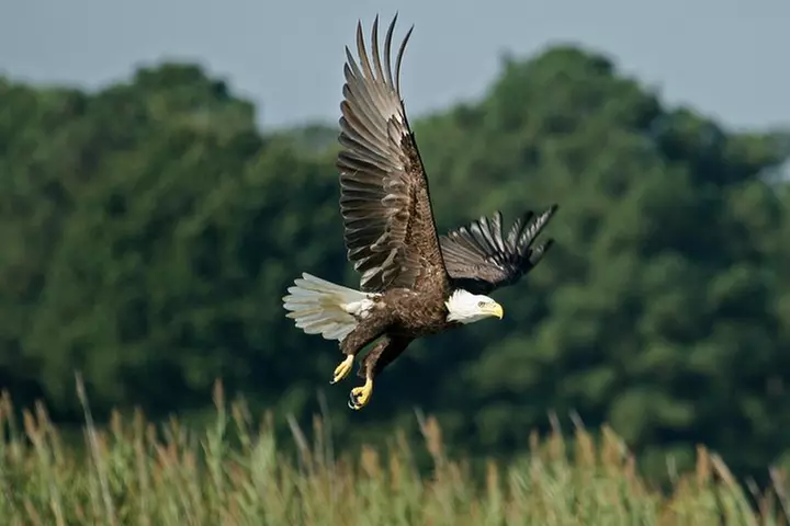 30-Minute Airboat Ride, Lunch, Gem Mining and Park Admission