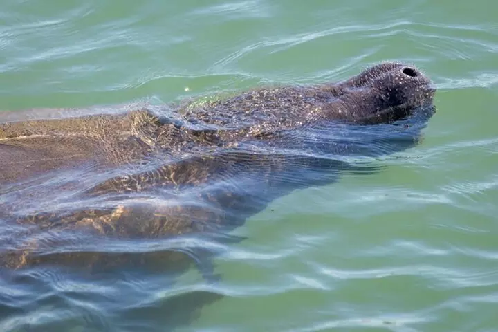 2.5 Hour Shell Key Island Adventure Including Dolphins And Shells