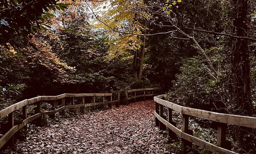 Image 4: Guided Forest Bathing Walk in a Hidden SE London Woodland