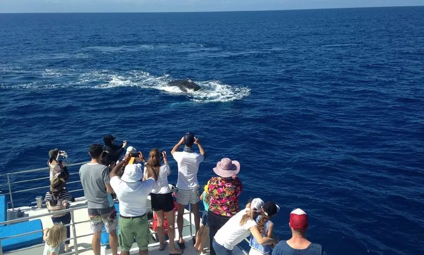 Image 3: Whale Watching Tour & Fitzroy Island From Cairns