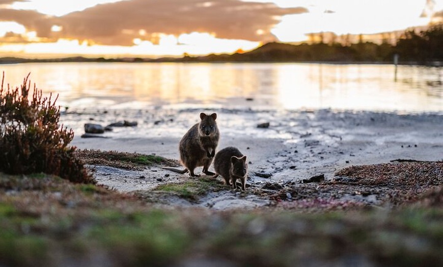Image 5: Rottnest Island Seals Sunset and West End Bus Tour