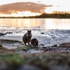 Image 5: Rottnest Island Seals Sunset and West End Bus Tour