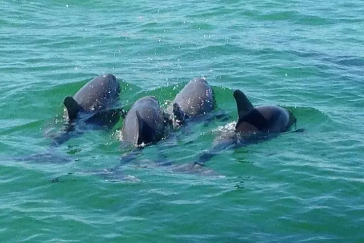 Sunset Dolphin Cruise in Panama City Beach