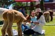 Alpaca Picnic Experience in Oregon - Second Medium