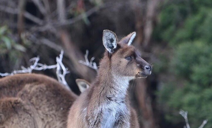 Image 13: Kangaroo Island Ultimate Adventure Tour departing Penneshaw
