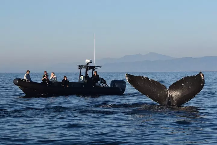 Up Close Dolphin & Whale Watching
