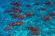 Turtle Reef Snorkel - Second Medium