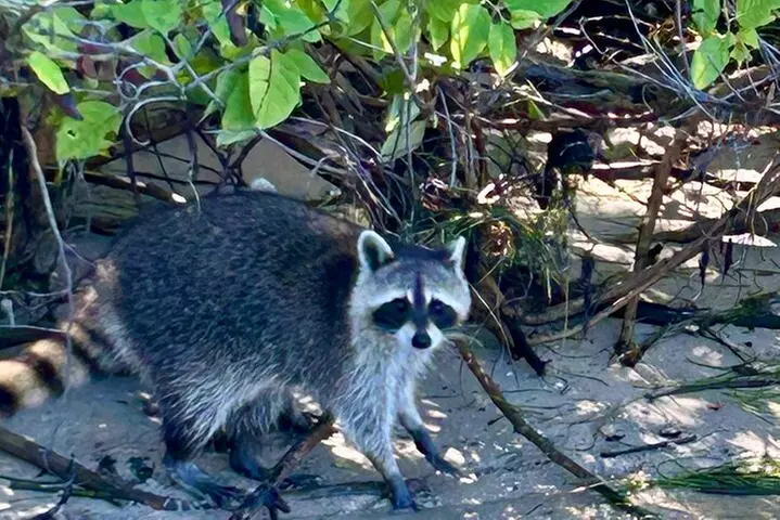 Miami: Sunset Boat Charter Cruise in a Formula Thunderbird