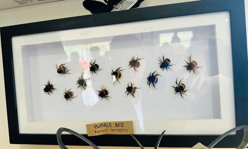 Image 10: Bruny Island Food & Wildlife Guided Tour with Coastal Views