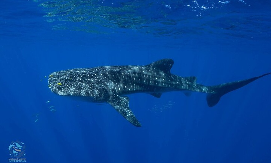 Image 5: Snorkel with Giants at Ningaloo Reef