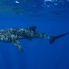 Image 5: Snorkel with Giants at Ningaloo Reef