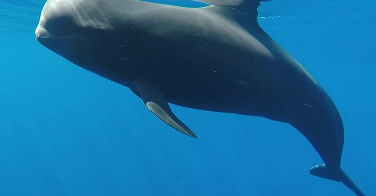 Charter privado en catamarán de lujo en Tenerife