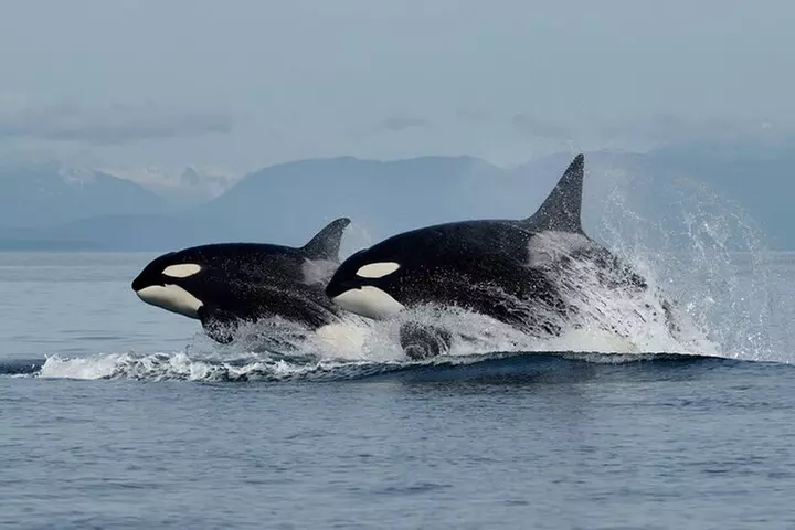 Full Day Whale Watching Campbell River - Primary Image
