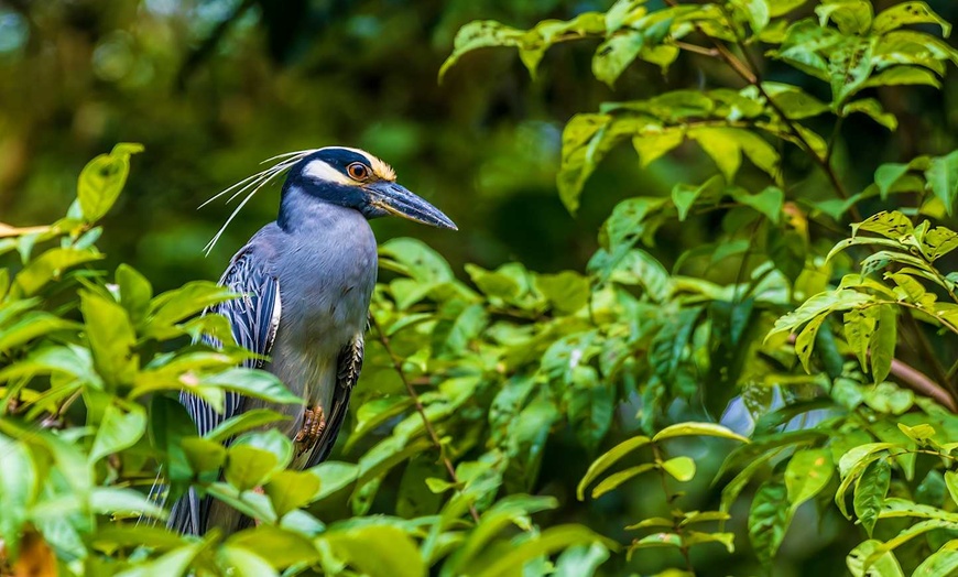 Image 7: ✈ COSTA RICA | San José - Il Costa Rica a basso costo 3*, 12 notti ...