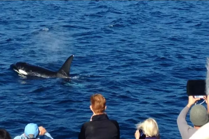 West Harbor LA Whale and Dolphin Watching Cruise