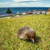Image 6: Kiama Coastal Day Tour in Sea Cliff Bridge Blowhole and Wildlife