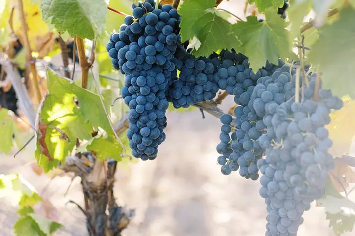 Napa and Sonoma Small Group Max 12 Wine Tour from San Francisco