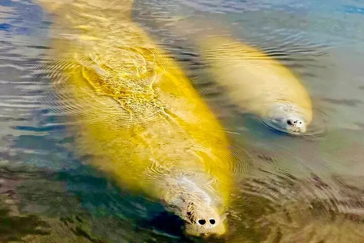 Manatee, Dolphin and 10,000 Islands Sunset Cruise!