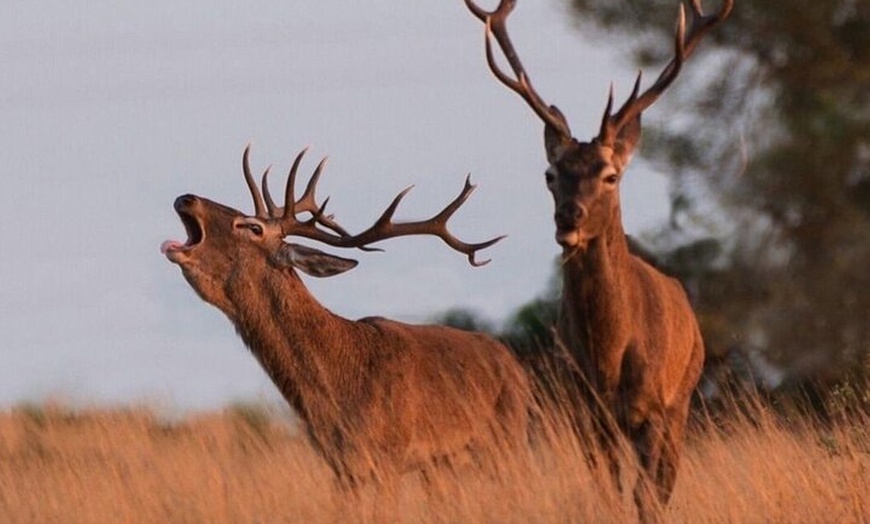 Image 2: Experiencia Guiada en Doñana en 5 Sentidos