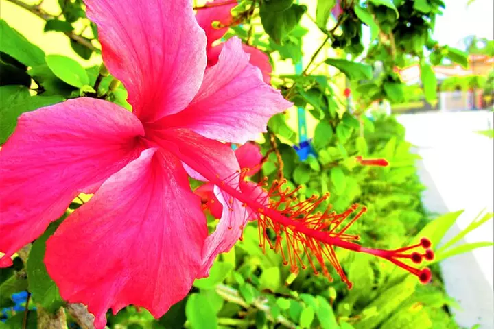 La Perle de Miami: Little Haiti History, Culture, Tour