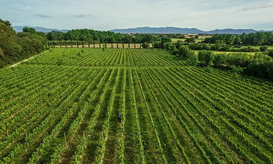 Image 2: Paseo entre viñas y cata de vinos en el Empordà