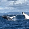 Image 2: Whale Watching Cruise on the Gold Coast
