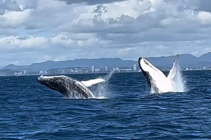 Whale Watching Cruise on the Gold Coast - Image 2