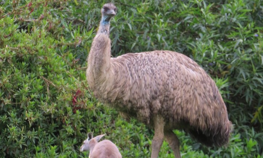 Image 18: Phillip Island Penguin Parade and Wildlife Tour from Melbourne
