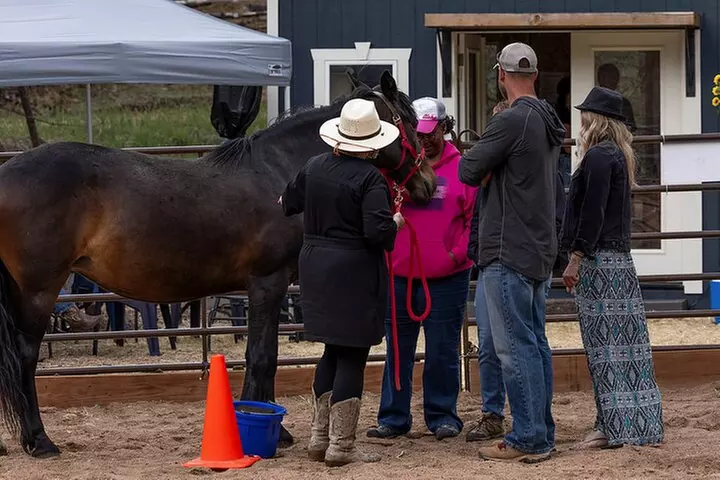 Wild Mustang Experience Near Colorado Springs