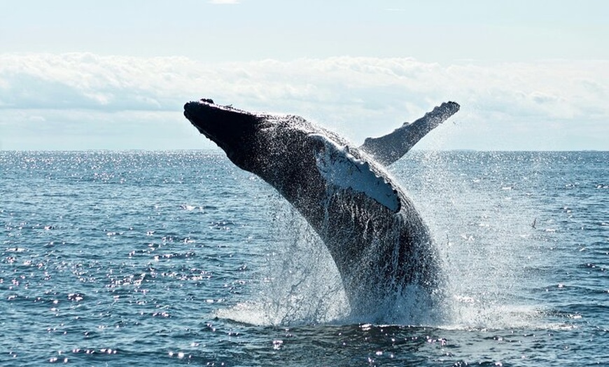 Image 3: Noosa Whale Watching Tours