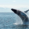 Image 3: Noosa Whale Watching Tours