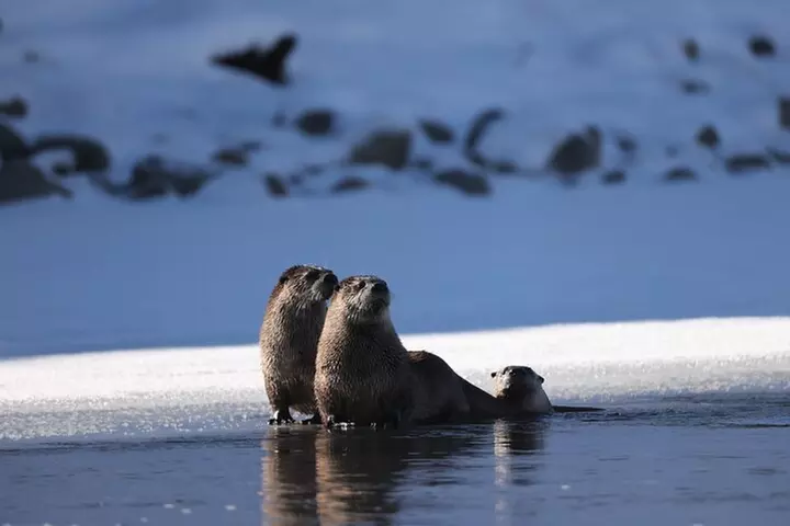 Yellowstone PRIVATE Winter SAFARI and Wolf Watching