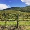 Image 19: Sydney: Private Wine tour - Hunter Valley & Wollombi Valley
