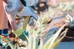 Maui Pineapple Planting Experience - Second Medium