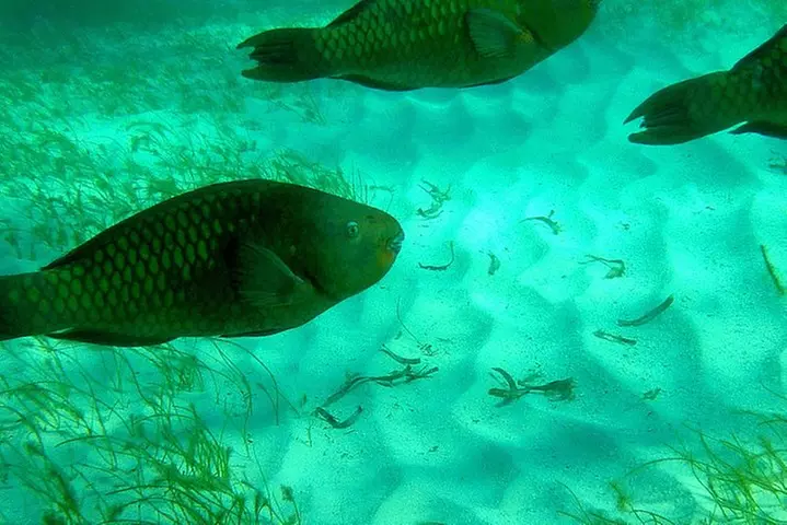 A Unique Private Snorkel Tour of Key Largo