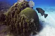 Adventures of the Lost Atlantis Bimini Road - Second Medium