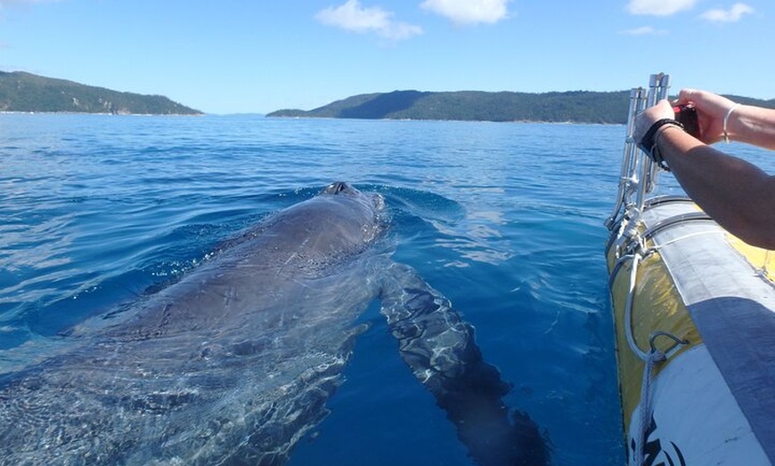 Image 32: NEW DAY TOUR- Whitsunday Islands Sail, SUP & Snorkel Tour