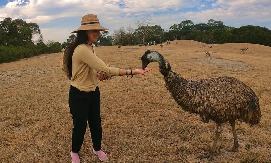 Image 5: Phillip Island Penguin Parade and Wildlife Tour from Melbourne