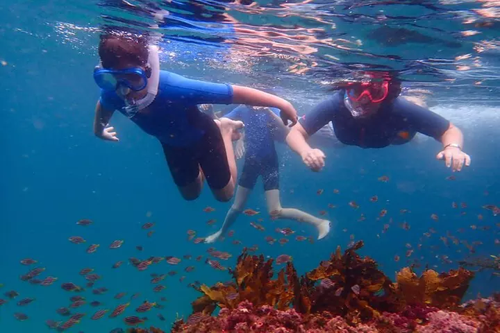 Snorkeling Adventure for Kids with Private Guide In Sydney - Primary Image
