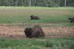 Arctic Day: Yukon Wildlife & Hot Springs Tour | half day - Second Medium